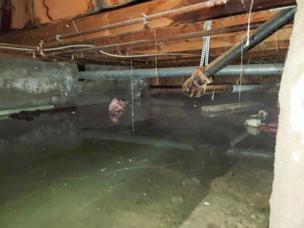 Best Flood damage cleanup  in Madison, NJ