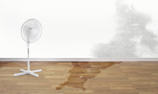 Best Carpet water damage restoration  in Madison, NJ