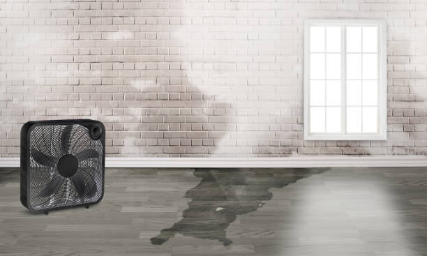 Best Carpet water damage restoration  in Madison, NJ